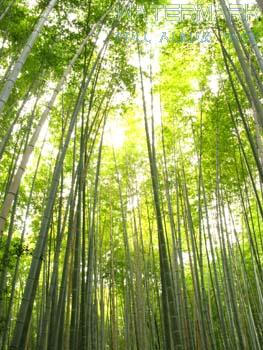 Arashiyama - 005