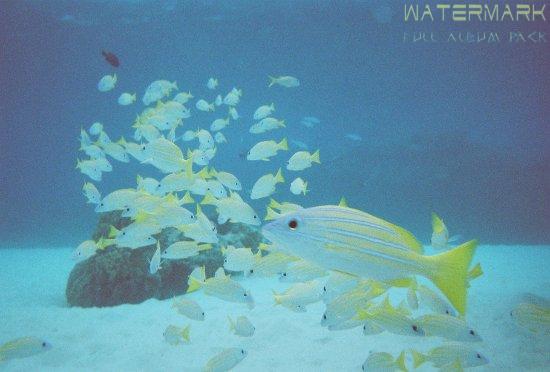 Kerama - scuba diving - 003