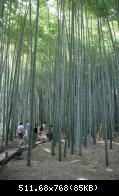 Kamakura - Hokoku-ji - 001