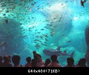 Ensohima Aquarium - 001