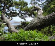 Shikinejima - vegetation