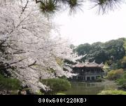 Hanami (cherry blossom viewing) in Shinjuku Park / Cerisiers en fleurs au park de Shinjuku