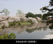 Hanami (cherry blossom viewing) in Shinjuku Park / Cerisiers en fleurs au park de Shinjuku