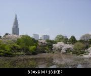 Hanami (cherry blossom viewing) in Shinjuku Park / Cerisiers en fleurs au park de Shinjuku