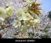 Hanami (cherry blossom viewing) in Shinjuku Park / Cerisiers en fleurs au park de Shinjuku