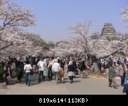 Hanami  Himeji-Jo