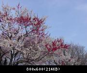 Hanami (cherry blossom viewing) in Shinjuku Park / Cerisiers en fleurs au park de Shinjuku