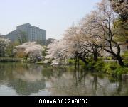 Cherry trees in the Korakuen Garden - Cerisiers au parc de Korakuen