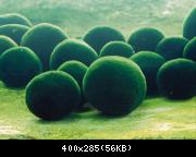 Marimo algae in Akan Lake