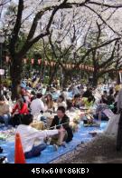 Hanami (cherry blossom viewing) / Observer les cerisiers en fleurs