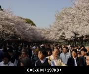 Ueno Koen - hanami - 2