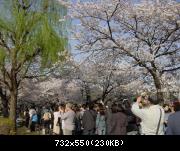 Hanami (cherry blossom viewing) / Observer les cerisiers en fleurs
