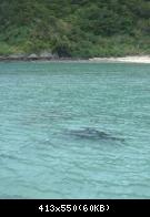 Kerama archipelago - scuba diving - Tokashiki and Zamami