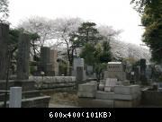 Aoyama Cemetery - 001