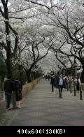 Hanami in Tokyo