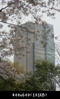 Hanami in Tokyo