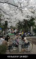 Hanami in Tokyo