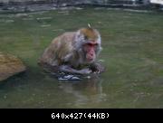 Monkey Park