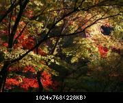 L'automne dans le Kansaï, et les merveilleux érables Japonais.